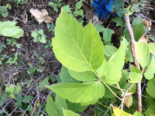 Poison Ivy Look alikes by Turf King Lawn care